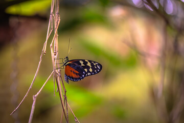 Beautiful colorful butterfly insect in the jungle rainforest