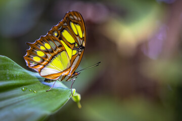 Beautiful colorful butterfly insect in the jungle rainforest