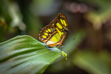 Beautiful colorful butterfly insect in the jungle rainforest