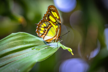 Beautiful colorful butterfly insect in the jungle rainforest