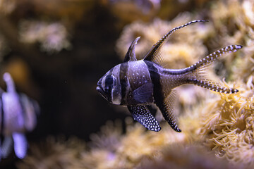 Small fish in an aquarium in captivity