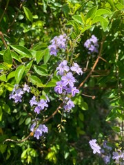 flowers in the garden