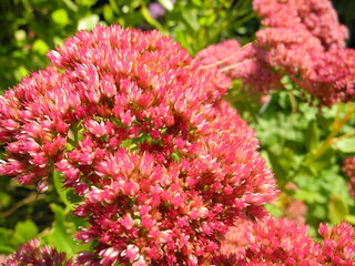 Sedum (Fetthenne)
