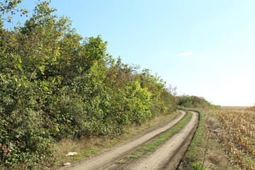 A dirt road with trees on either side of it