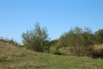A grassy area with trees and bushes