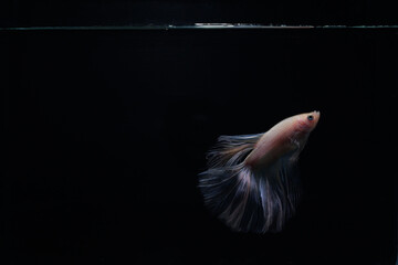 White Betta fish, siamese fighting fish isolated on black background