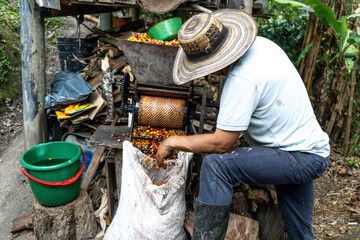 Farmer man pulping Colombian coffee beans with a pulper on a farm