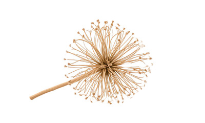 A tumbleweed isolated on transparent background