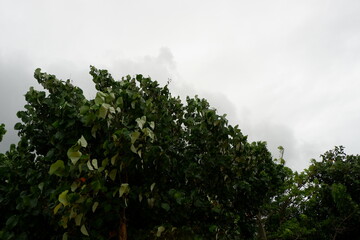 Obraz premium trees and clouds