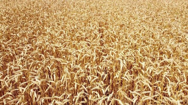 wheat field close up