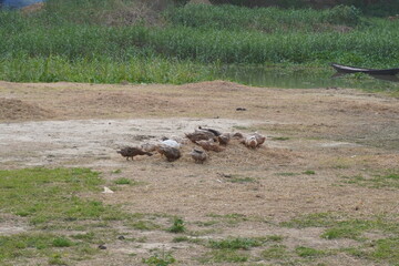 Ducliar duck popular for meat.