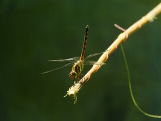 Dragonfly on a Branch a Beautiful yellow Dragonfly 4k photo