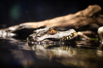Caiman looking at the camera