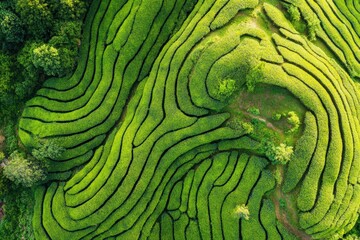 Obraz premium Expansive green field with flourishing plants under a clear, blue sky, photo-realistic landscape emphasizing vivid colors and details. Beautiful simple AI generated image