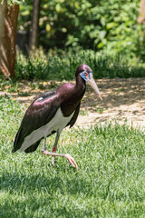 Abdim's stork (Ciconia abdimii) walking on the grass