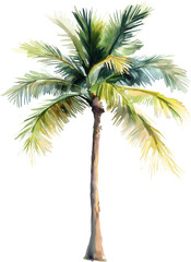 Royal palm tree watercolor painting isolated on transparent background.