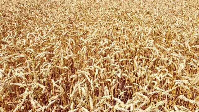 wheat close up