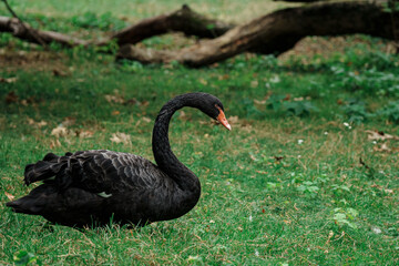 Black swan photograph, portrait of a swan, bird