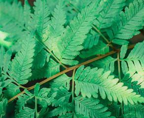 Texture photograph, fern photo, close up shot of fern