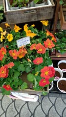 beautiful botanical shot, natural wallpaper. beautiful flowers. 