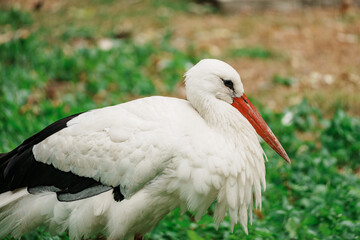 White stork - portrait close up picture