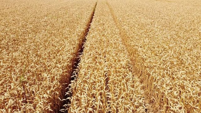 field of wheat with tractor trails