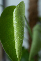 Monstera z kroplami wody