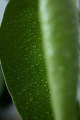 Monstera z kroplami wody © KaroK