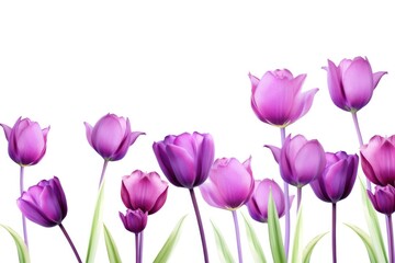 Obraz premium A field of vibrant purple tulips swaying in the breeze