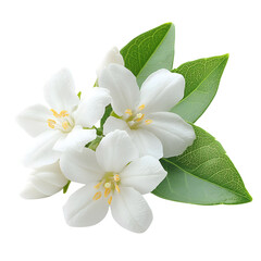 white jasmine flowers isolated on transparent background Generative Ai.