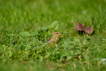 greenfinch bird eating sunflowers and peanuts in the grass