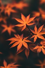 Close Up of Orange Leaves in Autumn
