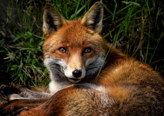 A close up of a Red Fox in the grass
