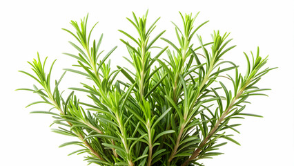 Fototapeta premium Rosemary isolated on white background, rosemary, herb, spice, culinary, fresh, green, aromatic, plant, ingredient