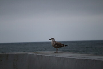 Seagull Flying Over an Empty, Windy Beach