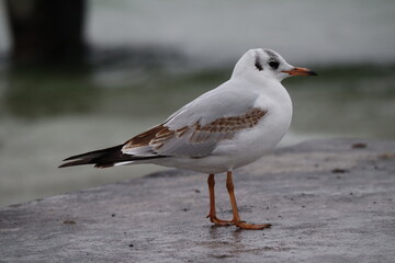 Lonely Seagull Above the Grey December Sea