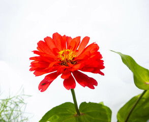 red zinnia on white background