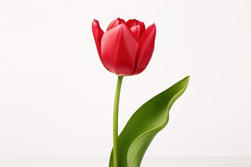 Fototapeta premium A single red tulip in full bloom