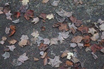 autumn leaves on the ground