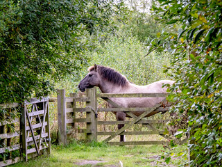 Konik pony standing beside a wooden gate © AngieC