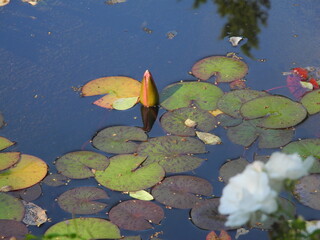 Eine pinke Seerose im Teich