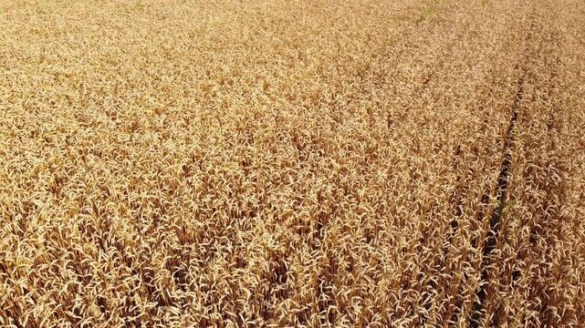 golden wheat field