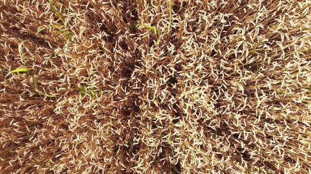Wheat field from drone