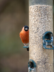 Male Bullfinch Feeding on a Birdfeeder