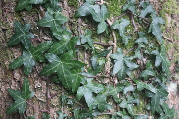 ivy on tree background
