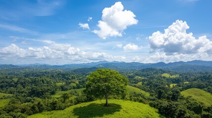 Obraz premium A tree is growing on a hillside in a lush green forest. The sky is clear and blue, with a few clouds scattered throughout. The scene is peaceful and serene