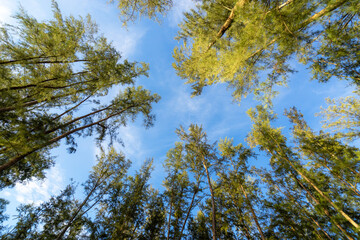 Rich pine forest