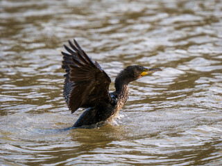 Cormorant Taking Off on a Lake