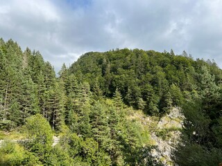 Mixed forest in the area of ​​the Loška Koritnica alpine valley in the Julian Alps, Log pod Mangartom (Triglav National Park, Slovenia) - Mischwald im Talbereich der Julischen Alpen (Nationalpark)