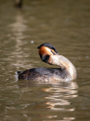 Great Crested Grebe on Water